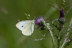 David Plant Photography - Wildlife Photography - Small white - E
